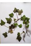 Hedera helix