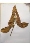 Arum maculatum