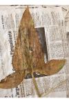 Arum maculatum