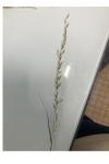 Arrhenatherum elatius