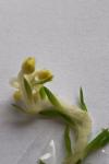 Petrosedum rupestre