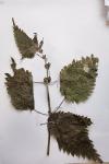 Urtica dioica