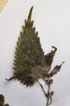 Urtica dioica