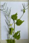 Alliaria petiolata
