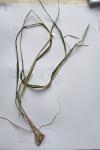 Brachypodium sylvaticum