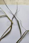 Brachypodium sylvaticum