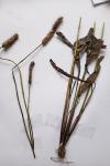 Plantago lanceolata
