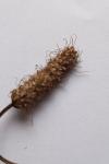 Plantago lanceolata