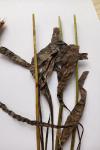 Plantago lanceolata