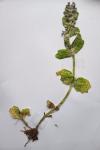 Ajuga genevensis