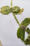 Ajuga genevensis