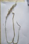 Arrhenatherum elatius