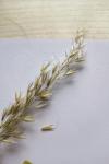 Arrhenatherum elatius