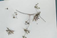 Geranium dissectum