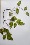 Clematis vitalba