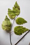 Clematis vitalba