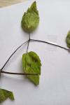 Clematis vitalba