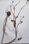 Ranunculus bulbosus