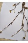 Ranunculus bulbosus