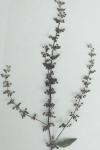 Rumex conglomeratus