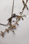 Galium aparine