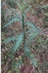 Carduus acanthoides