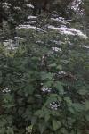 Chaerophyllum temulum