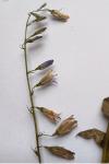 Campanula rapunculus