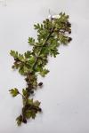 Crataegus monogyna