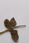 Cruciata laevipes