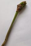 Arum maculatum
