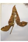 Arum maculatum
