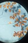 Rumex conglomeratus