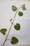 Glechoma hederacea