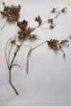 Geranium robertianum
