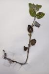 Mentha arvensis
