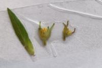 Oenothera biennis