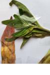 Oenothera biennis