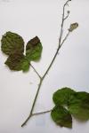 Rubus fruticosus