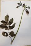 Sambucus nigra
