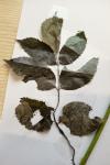 Sambucus nigra