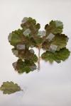 Quercus pubescens