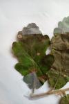 Quercus pubescens