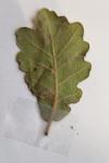 Quercus pubescens