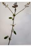 Ligustrum vulgare