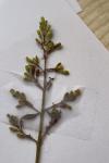 Ligustrum vulgare