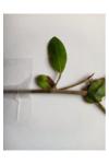 Ligustrum vulgare