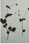 Geum urbanum