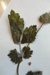 Geum urbanum