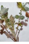 Agrimonia eupatoria